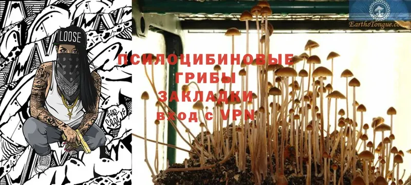 цены   Кизляр  Галлюциногенные грибы Magic Shrooms 